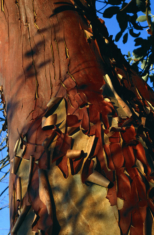 Nature Photograph - Madrone Tree Bark by Alan Sirulnikoff