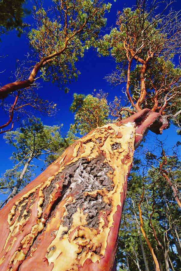 Nature Photograph - Madrone Tree by David Nunuk