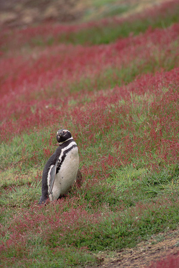 Magellanic Penguin Spheniscus Photograph by Gerry Ellis