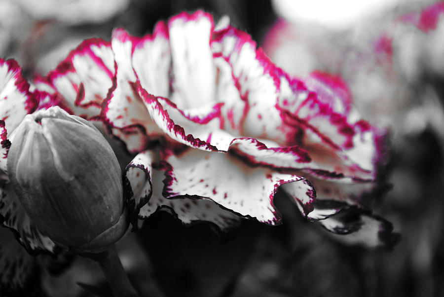 Flower Photograph - Magenta Carnation by Sumit Mehndiratta