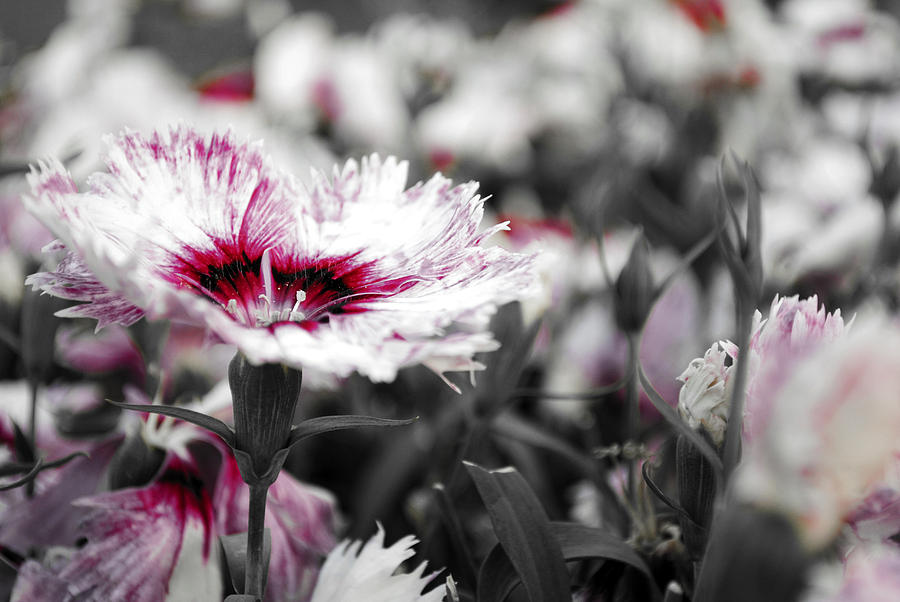 Flower Photograph - MAgenta Flower by Sumit Mehndiratta