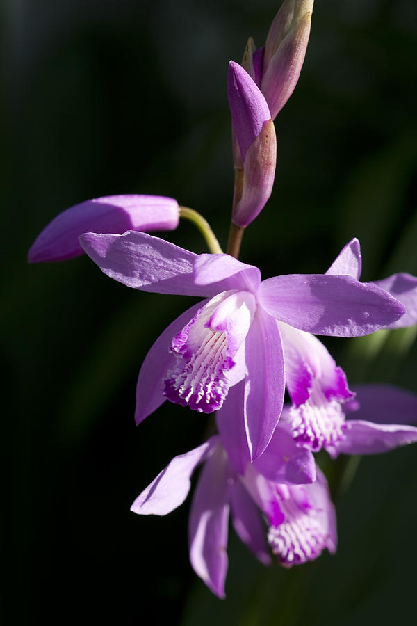 Magenta Hardy Chinese Orchids Bletilla Photograph By Kathy Clark