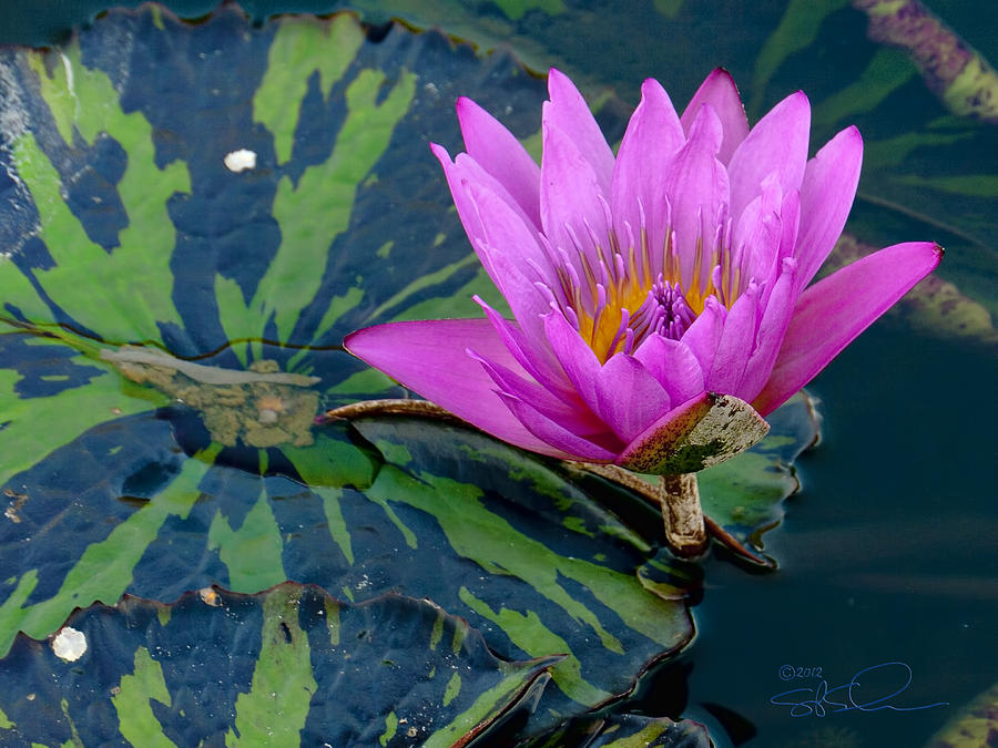 Magenta Lotus Photograph by S Paul Sahm