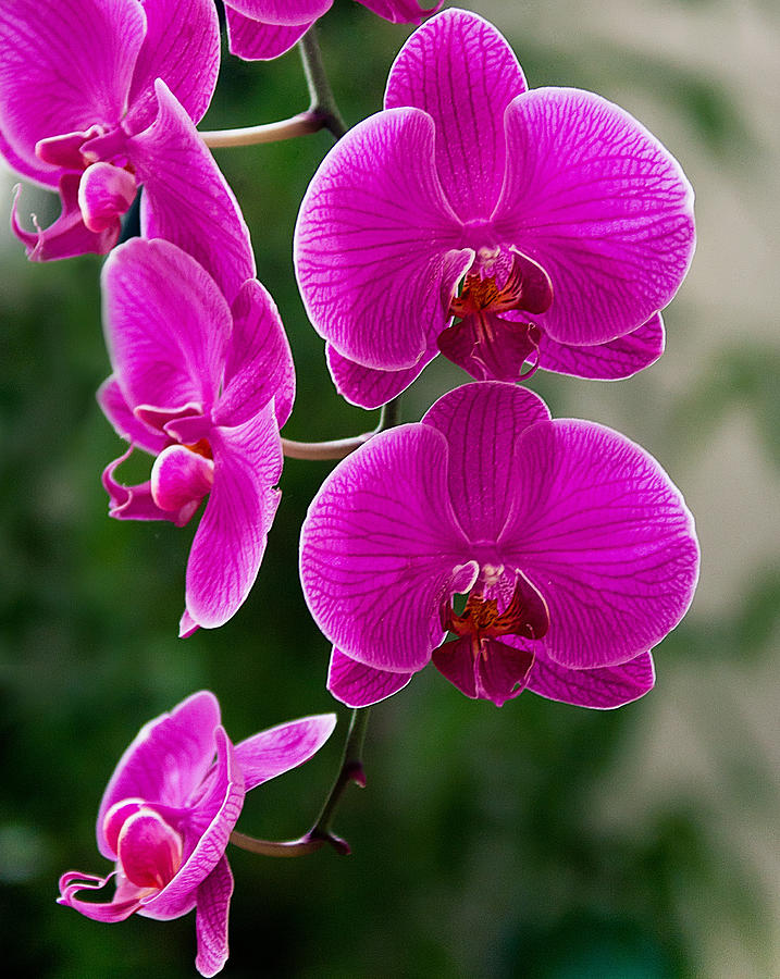 Magenta Orchid Medley Photograph by Anna Rumiantseva