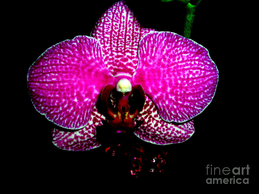Magenta Orchid Photograph By Michelle Mark Fine Art America