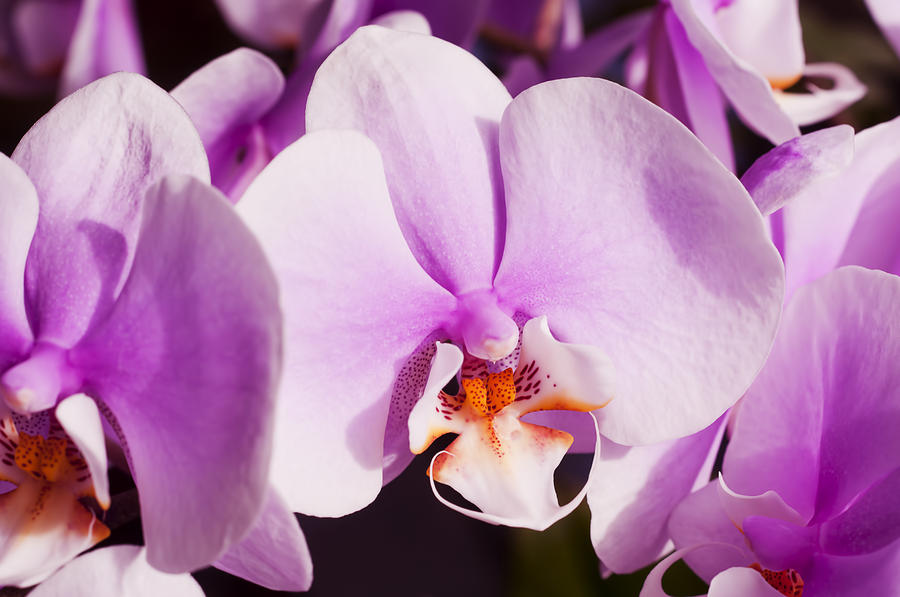 Magenta Orchids Photograph by Joe Carini - Printscapes