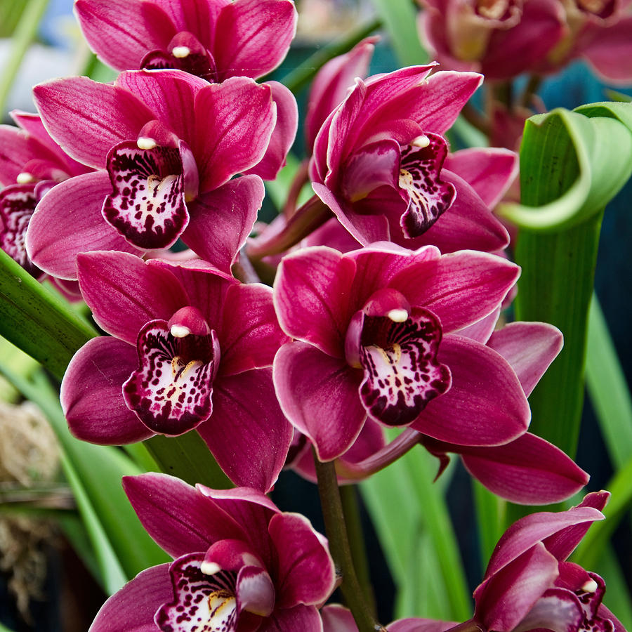 Magenta Orchids Photograph by Margaret Pitcher