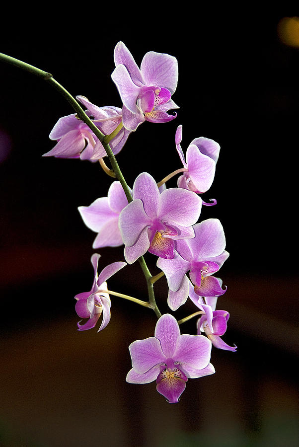 Magenta Phalaenopsis Photograph By Dick Jones - Pixels