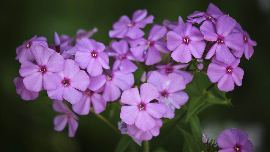 Magenta Phlox Photograph by Teresa Mucha - Fine Art America