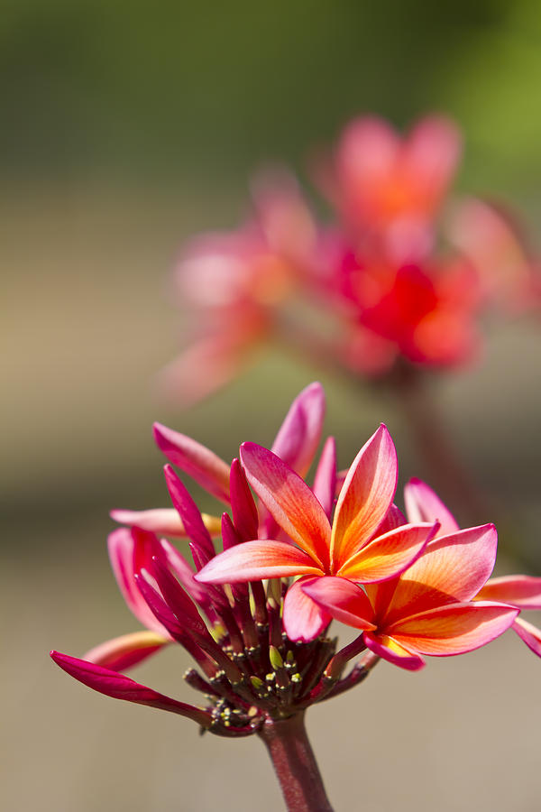 Magenta Plumeria Clusters Photograph by Ron Dahlquist
