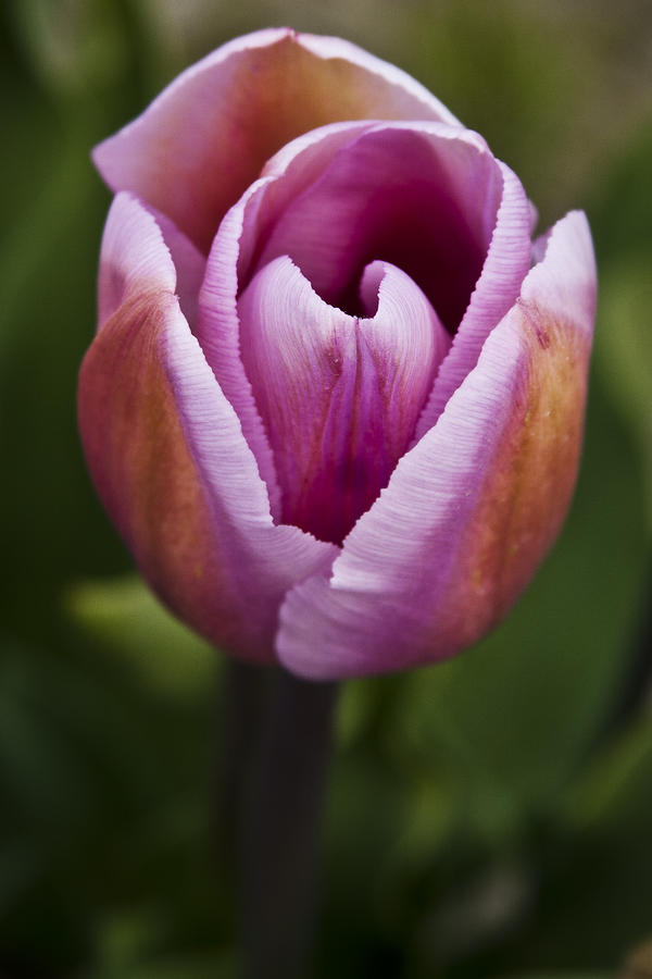 Tulip Photograph - Magenta Tulip by David Patterson
