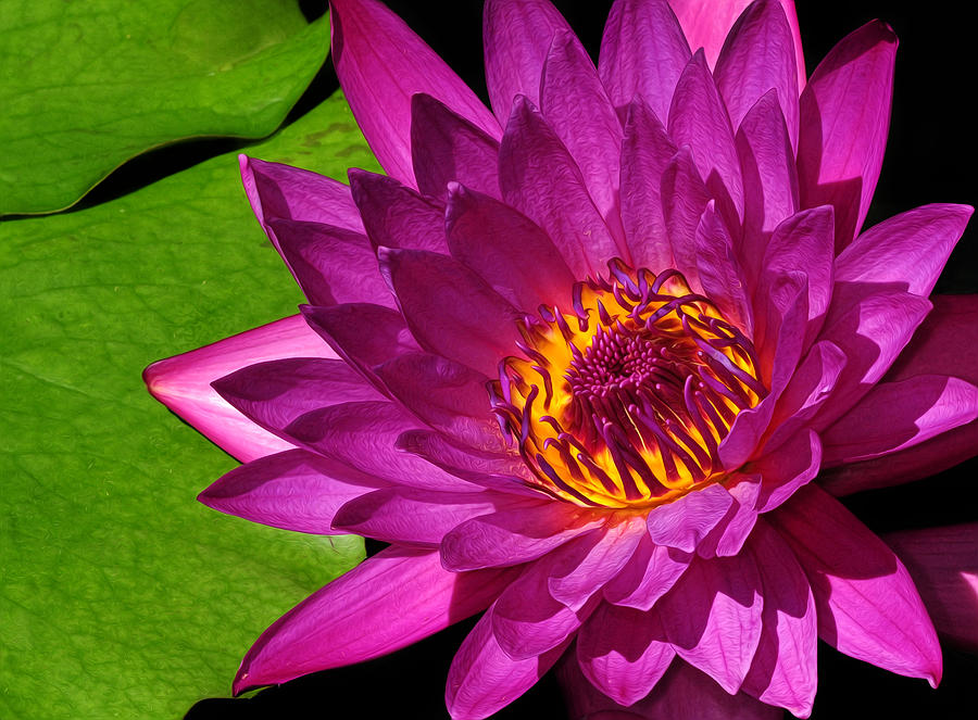 Magenta Waterlily Photograph by Dave Mills