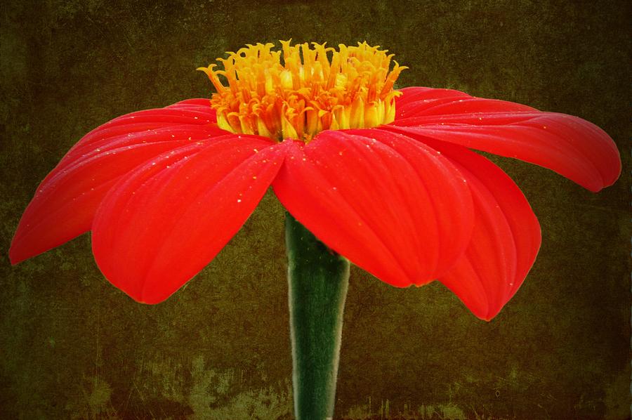 Magenta Zinnia Flower Photograph by David Dehner