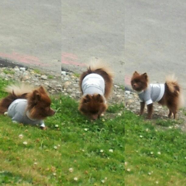 Pomeranian Photograph - Maggi Triplets Lol #dog #cute #pom by Jackeline Gonzalez