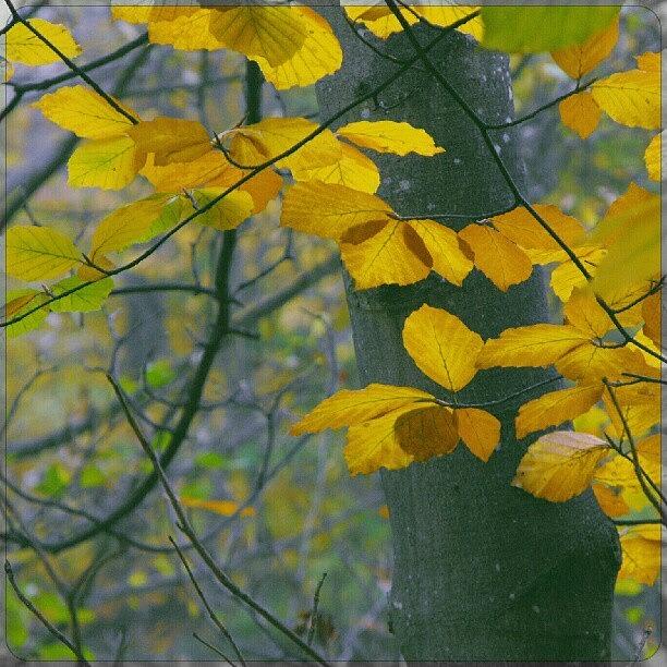 Fall Photograph - Magic by Linandara Linandara