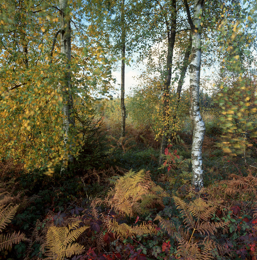 Magic autumn forest Photograph by Ulrich Kunst And Bettina Scheidulin
