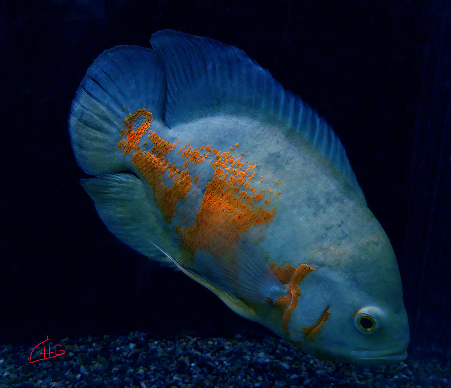 Magic Fish Name Oscar  Photograph by Colette V Hera Guggenheim