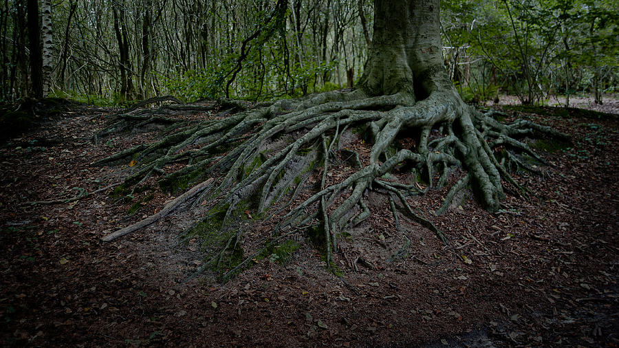 Nature Photograph - Magic forest by Daan  Overkleeft