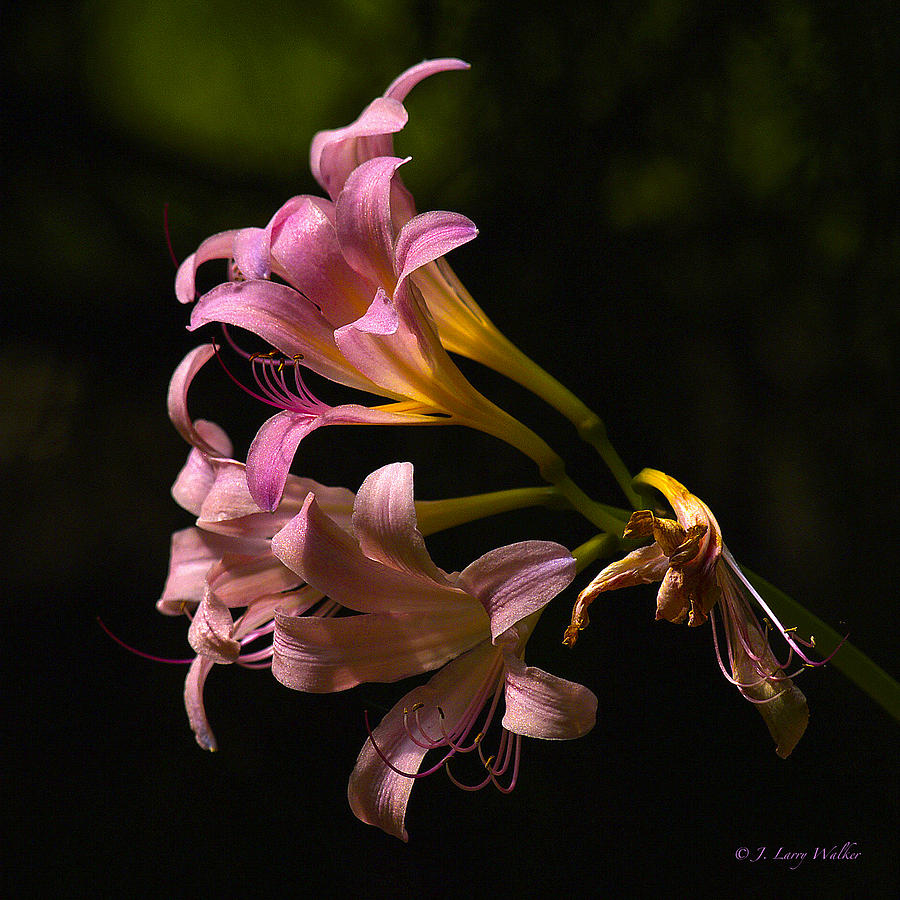 Magic Lily Appears Digital Art by J Larry Walker