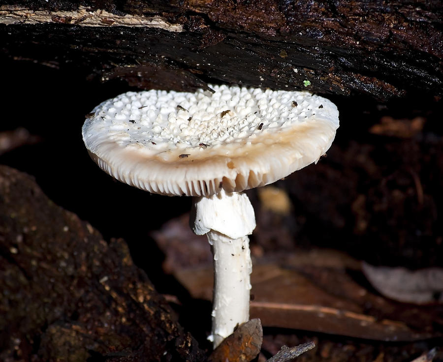 Magic Mushroom Photograph by Kenneth Albin