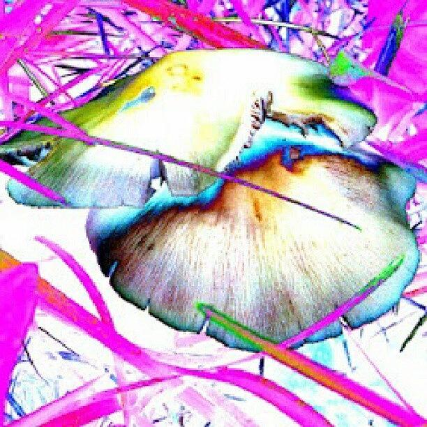 Abstract Photograph - Magic Mushrooms - Fun Fungi - Rainbow by Marianne Dow