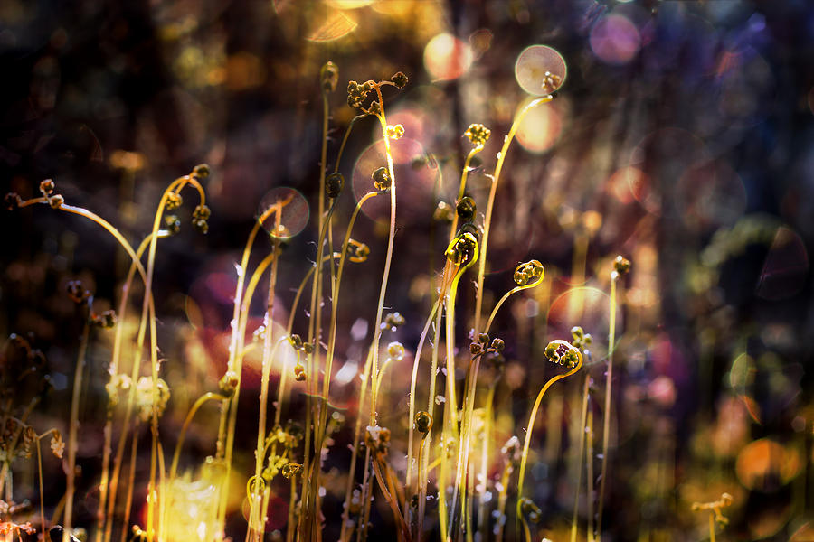 Magic of Spring Photograph by Michele Cornelius