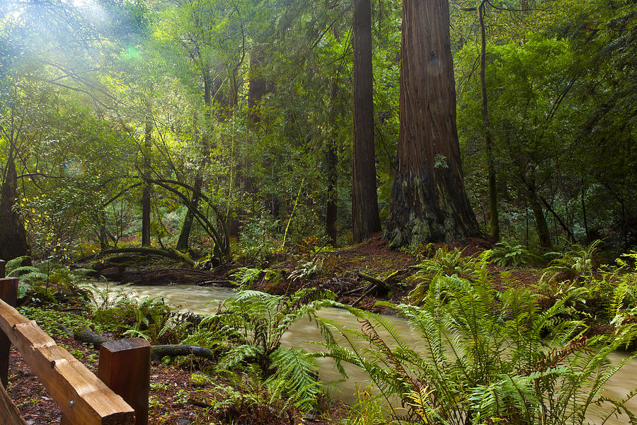 Magic Photograph - Magic Redwood Scene by Mark Gilmore