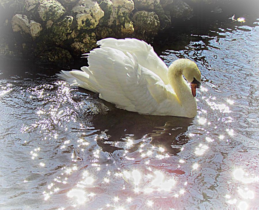 Magic Swan Photograph by Judy Wanamaker