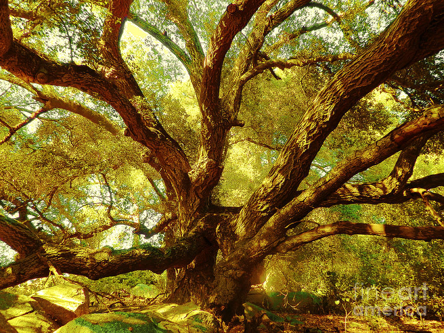 Nature Photograph - Magic Tree by Robert Ball