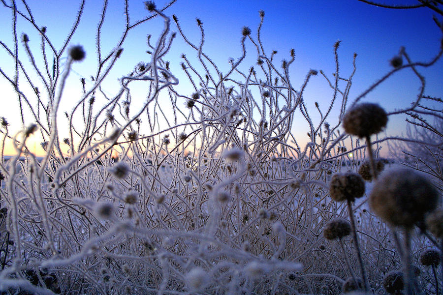 Magic Winter Morning Photograph by Ellen Heaverlo
