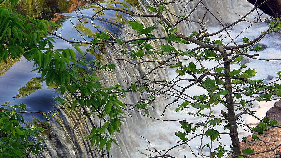 Tree Photograph - Magical Falls H by Dulce Levitz