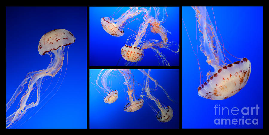 Magical Jellies 3 Photograph by Bob Christopher