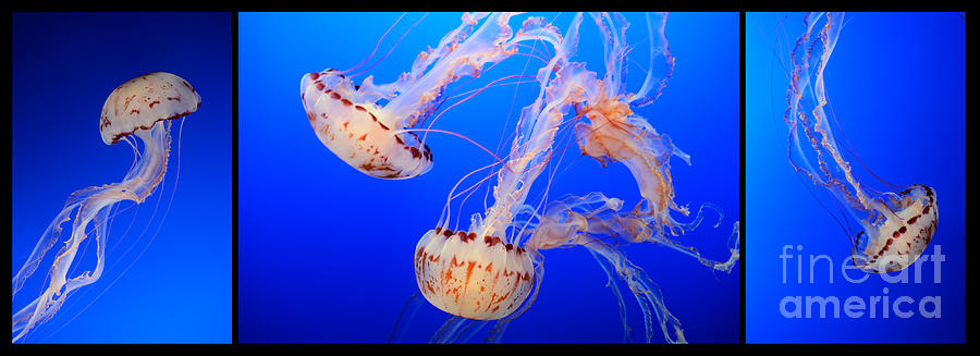Magical Jellies 4 Photograph by Bob Christopher
