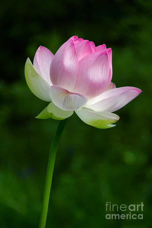Magical Lotus Flower Photograph by Byron Varvarigos