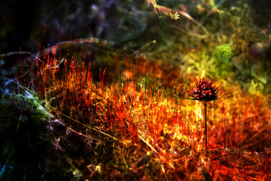 Magical Moss Photograph by Michele Cornelius