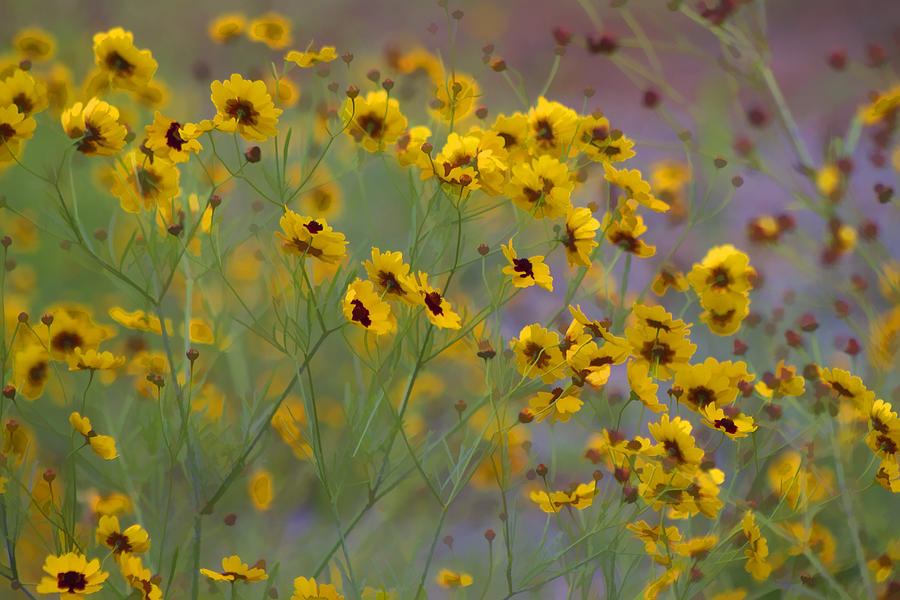 Magical Painted Garden Coreopsis Wildflowers Photograph by Kathy Clark