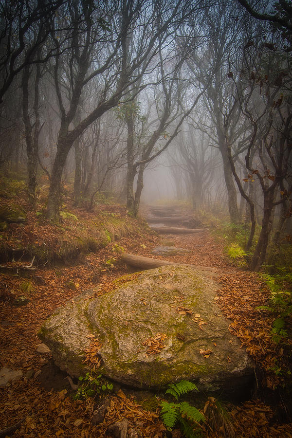 Magical Path Photograph by Joye Ardyn Durham