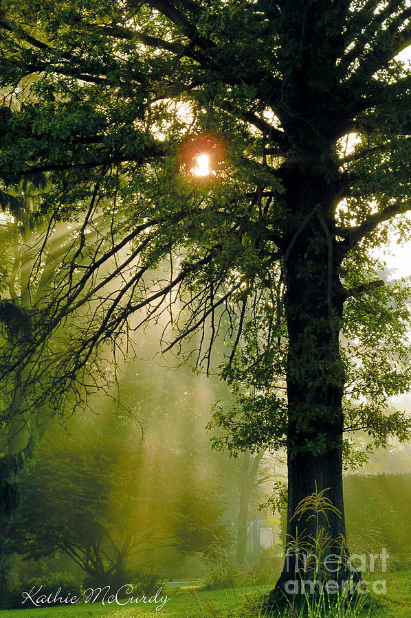 Magical Tree Photograph by Kathie McCurdy