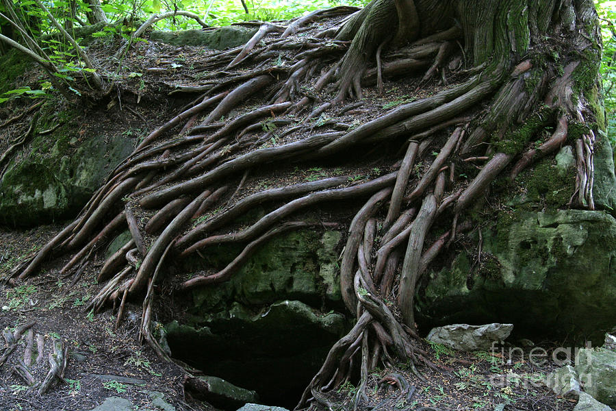Fantasy Photograph - Magical Tree Roots by Chris Hill