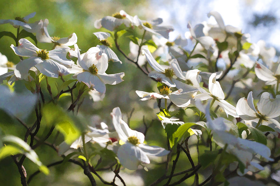 Tree Photograph - Magical White Flowering Dogwood Blossoms by Kathy Clark