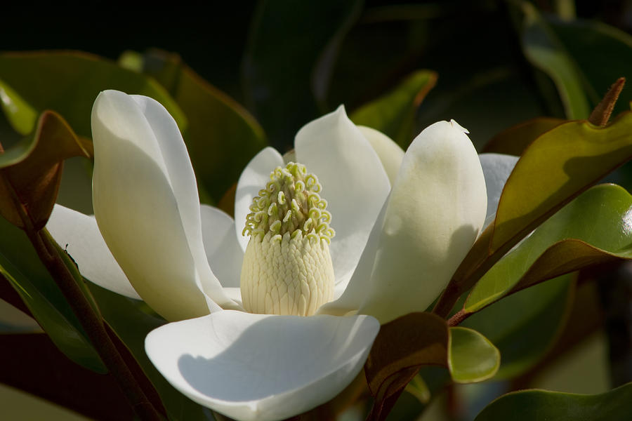 Magnificent Alabama Magnolia Blossom Photograph by Kathy Clark