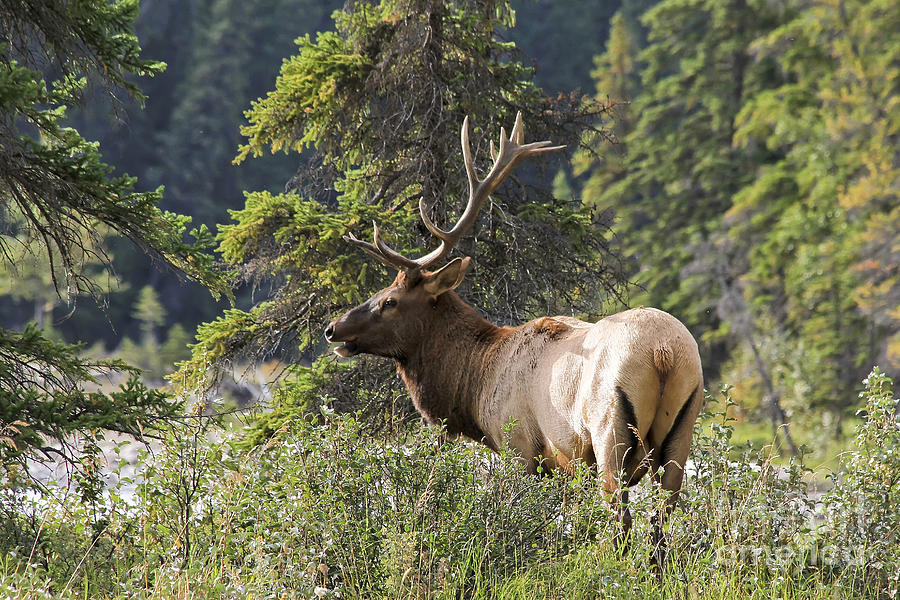 Magnificent Bull Elk Photograph by Teresa Zieba