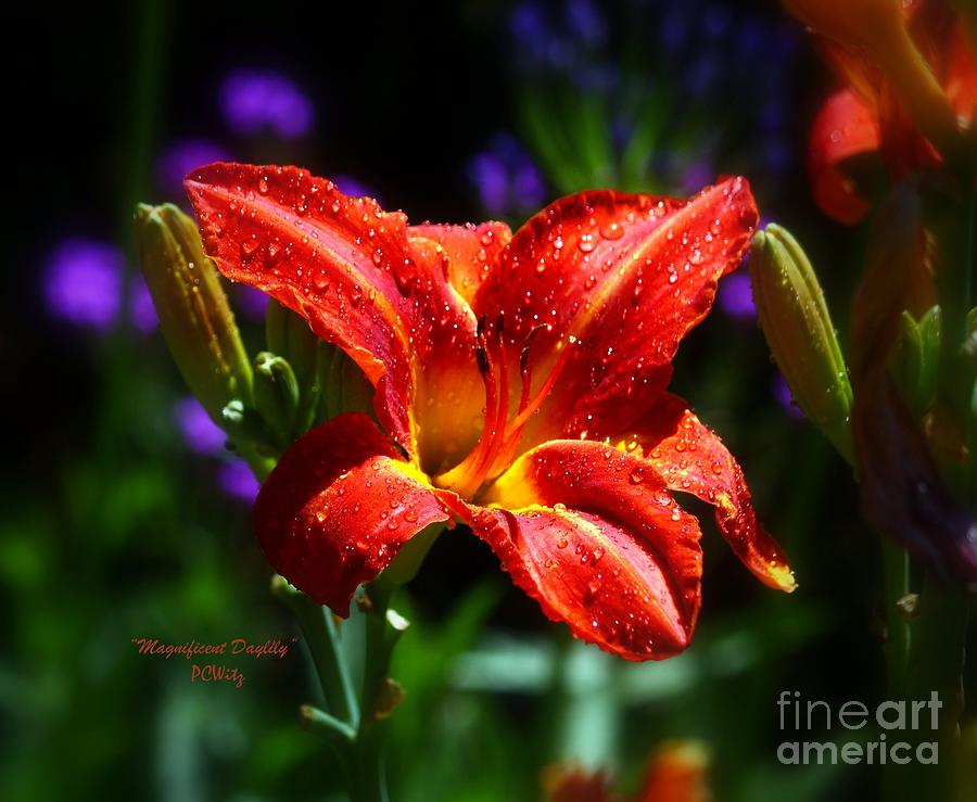 Flower Photograph - Magnificent Daylily by Patrick Witz