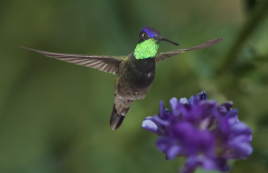 Magnificent Hummingbird Photograph by Gregory Scott