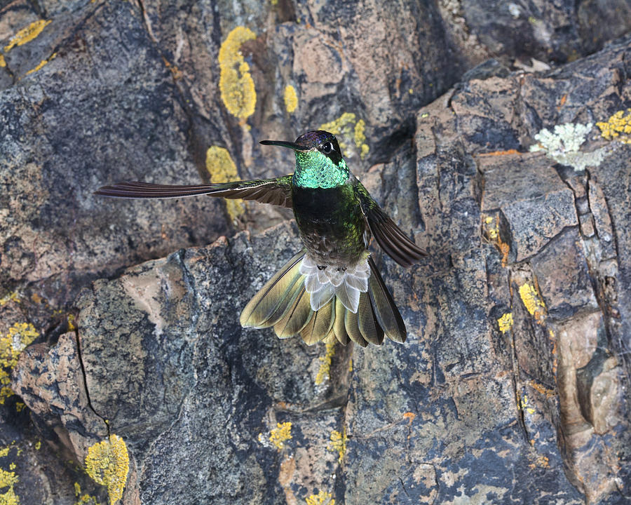 Magnificent Hummingbird in Madera Canyon Photograph by Gregory Scott