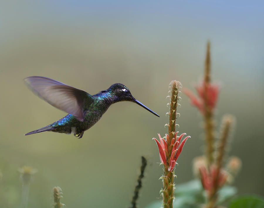 Magnificent Hummingbird Male Foraging Photograph by Tim Fitzharris