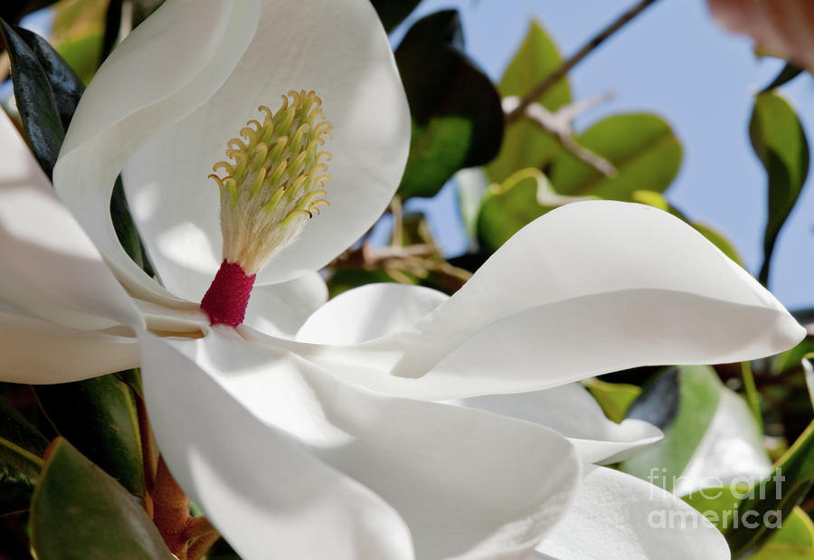 Magnificent Magnolia Grandiflora Photograph by Sherry  Curry