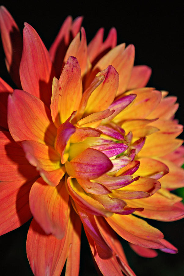 Flower Photograph - Magnificent by Michelle Cruz