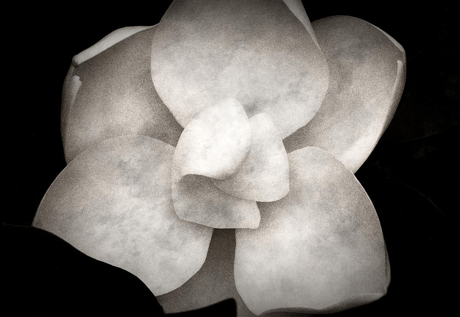 Magnolia 2 Photograph by Rich Franco