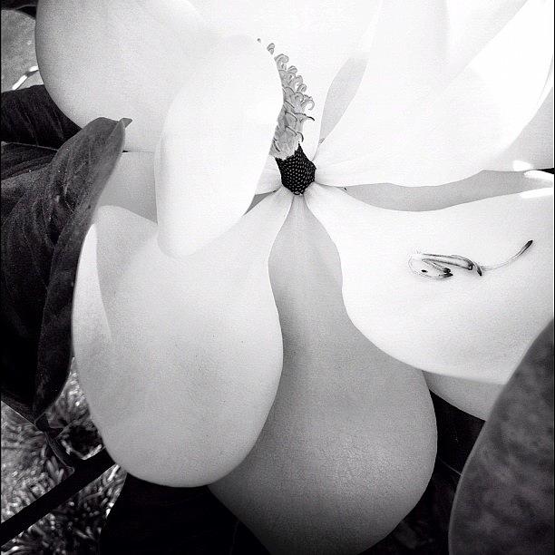 Blackandwhite Photograph - •magnolia• by Aja Reed